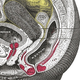 Illustration for article titled The Amazing Muscular Origami That Makes the Vagina So Stretchy